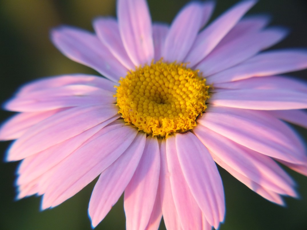 Pink Daisy Love
