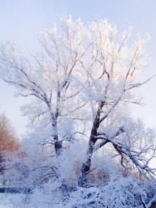 1545785_10152124760242674_807539556_n